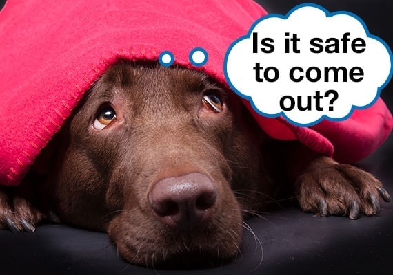 Perro ansioso escondido debajo de una manta durante la tormenta