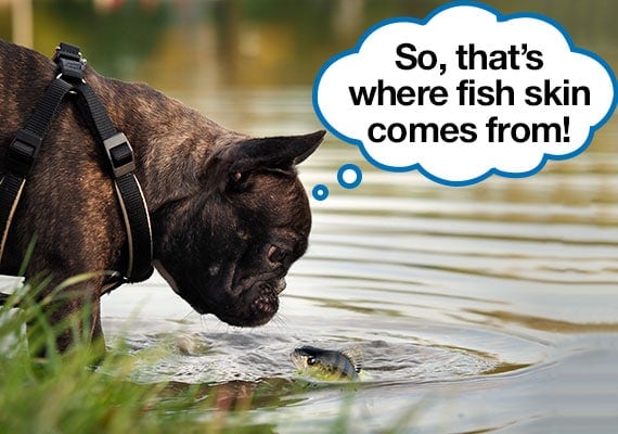 Bulldog francÃ©s mirando peces en el lago y descubriendo de dÃ³nde provienen las golosinas para perros con piel de pescado