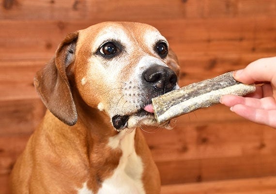 Darle a un perro marrÃ³n piel de pescado masticable para perros como un regalo