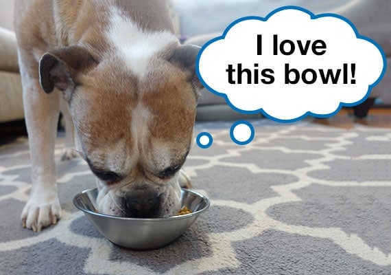 Bulldog - Boxer Mix comiendo de un tazÃ³n para perros de acero inoxidable de cara plana