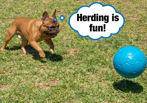 Bulldog FrancÃ©s empujando y persiguiendo una pelota de pastoreo de pelota de fÃºtbol alegre