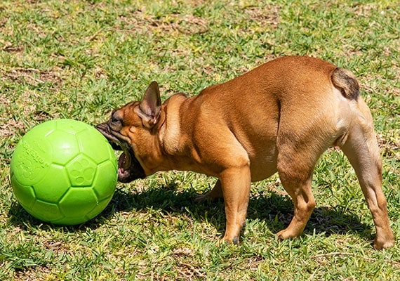 Bulldog francÃ©s tratando de envolver sus mandÃ­bulas alrededor de una pelota de fÃºtbol Jolly