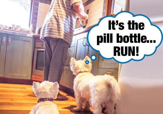 Dos perros terrier maltÃ©s viendo propietario abrir frasco de pastillas en la cocina