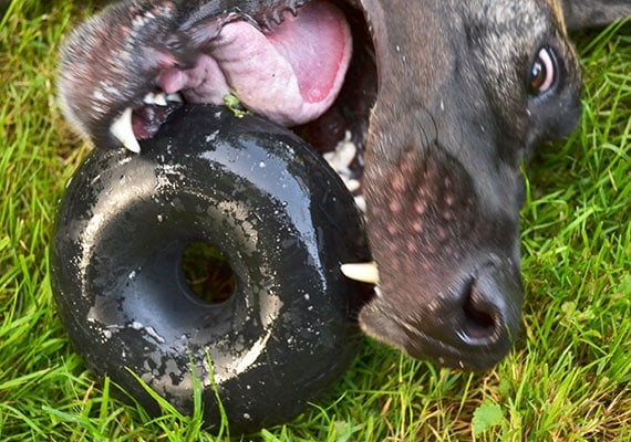 Gran gran danÃ©s marrÃ³n hundiendo agresivamente sus dientes en Goughnuts Buster: el mejor juguete para masticar que revisamos para perros gigantes