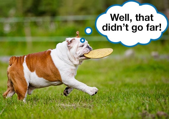 Bulldog llevando frisbee de servicio pesado en la boca en el parque para perros