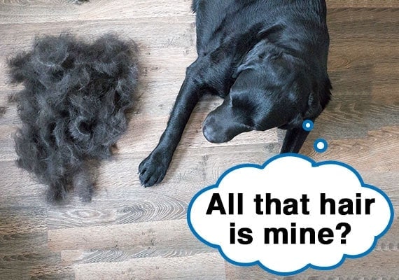 Labrador negro mirando todo el cabello que arroj贸 amontonado en un piso de madera