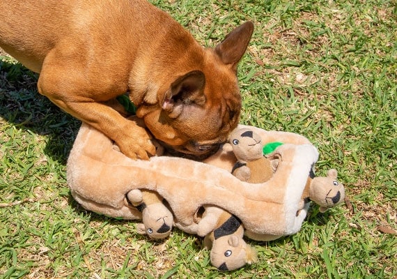 Bulldog francÃ©s jugando con Outward Hound esconde una ardilla de peluche de juguete para perros