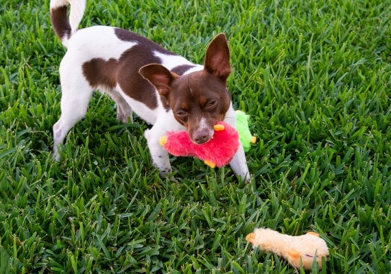 Jack Russel Terrier mordiendo el pato DUckworth PequeÃ±o juguete de peluche sobre el cÃ©sped