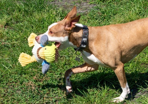 Playign perro marrÃ³n con pato nudos Huggle Hound en el parque
