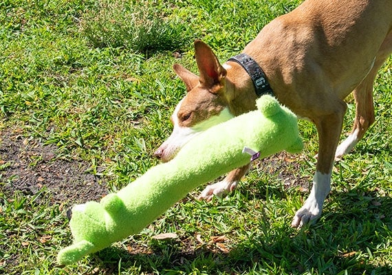 Perro marrÃ³n jugando con juguete para perros Loofa verde largo de Multipet en el parque