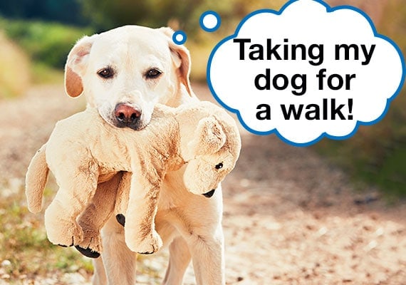 Labrador sacando su peluche a pasear al aire libre