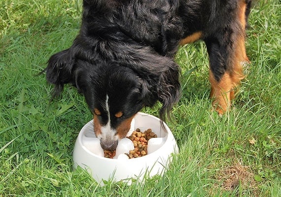 Bernese Mountain Dog comiendo de Dogit Anti-Gulping tazÃ³n para perros de alimentaciÃ³n lenta