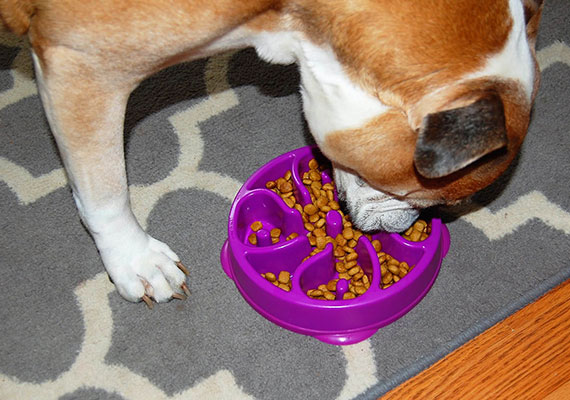Liv, la Bulldog del Valle, comiendo croquetas de Outward Hound Go Slow-Feeder bowl
