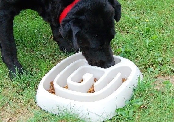 Cooper el Labrador Retriever negro comiendo de Animal Planet comedero lento para perros