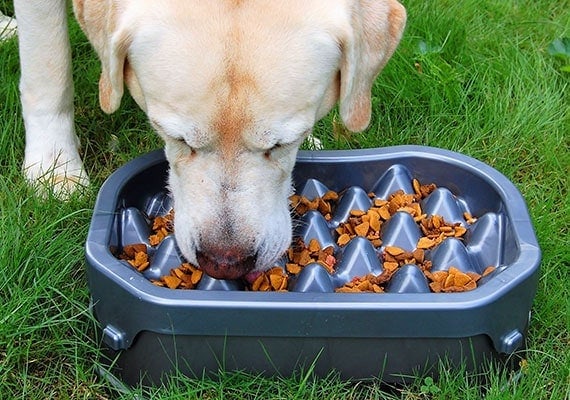 Labrador Retriever amarillo comiendo de Neater Slow Feeder elevado tazÃ³n para perros de alimentaciÃ³n lenta