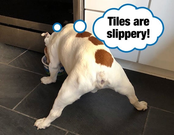 Bulldog anciano haciendo las divisiones mientras sus patas traseras se deslizan sobre los azulejos mientras come del plato del perro