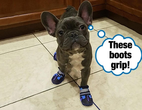 Bulldog FrancÃ©s vistiendo botas de perro caminando con confianza sobre baldosas resbaladizas