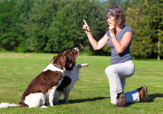 entrenador de perros que sopla el silbato para enseÃ±ar a los perros a chocar los cinco