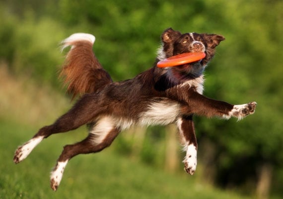 frisbee para perro, frisbee para perros, frisbees para perros, mejor frisbee para perros