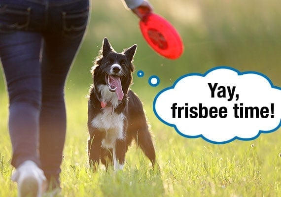 Border Collie esperando emocionado a que su dueÃ±o lance el disco Frisbee