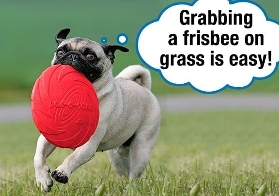 Pug recuperando un Frisbee lanzado desde el cÃ©sped en el parque