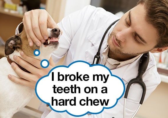 Veterinario examinando la boca de un perro que se rompiÃ³ los dientes con un juguete duro para masticar