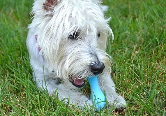 MaltÃ©s Terrier masticando West Paw Hurley Chew Toy - El mejor juguete masticable para perros pequeÃ±os