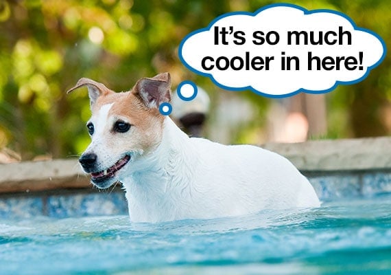 Jack Russel Terrier refrescÃ¡ndose en un dÃ­a caluroso en la piscina