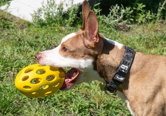 Perro marrÃ³n que lleva el juguete grande del perro del balompiÃ© de Hol-ee en la boca
