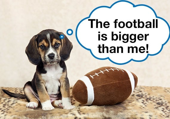 Cachorro beagle sentado junto a un balÃ³n de fÃºtbol de felpa que es mÃ¡s grande que Ã©l