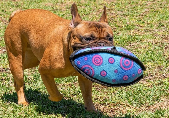 Bulldog francÃ©s con balÃ³n de fÃºtbol Kong Ballistic en la boca
