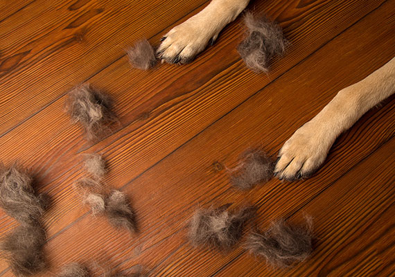 Perro de pelo corto muda de piel lanuda sobre un piso de madera