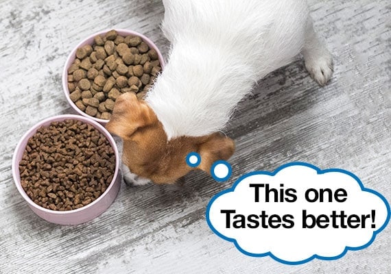 Picky Jack Russel Terrier se presenta con una marca diferente de comida seca para perros para comer