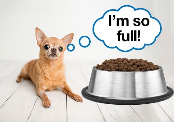 Chihuahua quisquilloso que ha sido sobrealimentado y se niega a comer un gran plato de comida seca para perros