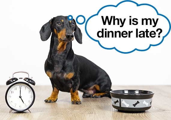 Picky Dachshund exigiendo saber por quÃ© su cena no ha llegado y su plato para perros estÃ¡ vacÃ­o
