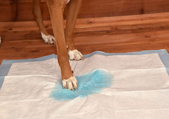 Probar la capacidad de una almohadilla para orinar para dejar huellas de patas despuÃ©s de que un perro haya orinado
