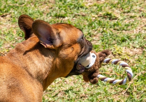 Bulldog francÃ©s masticando Kong Tugger Knots Moose Rope Dog Toy