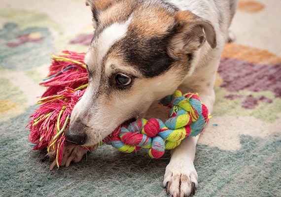 Perro jugando con juguete de cuerda trenzada sobre una alfombra en casa