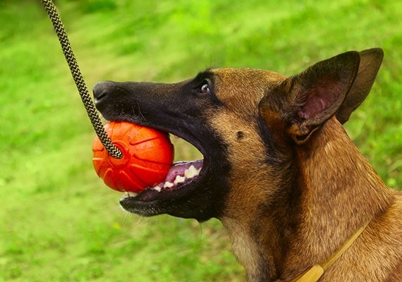 Pastor AlemÃ¡n sosteniendo la cuerda del perro y la bola en la boca