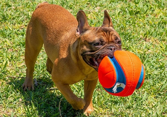 Bulldog francÃ©s con Chuckit! Kick Fetch balÃ³n de fÃºtbol en la boca en el parque para perros