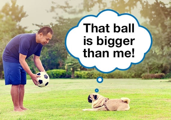 Hombre tratando de convencer a un perro Pug para que juegue con una pelota de fÃºtbol
