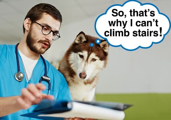 Veterinario explica a perro husky por quÃ© tiene problemas para subir escaleras