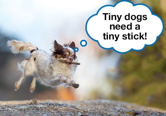 Chihuahua saltando en el aire mientras lleva un pequeÃ±o palo de madera en la boca