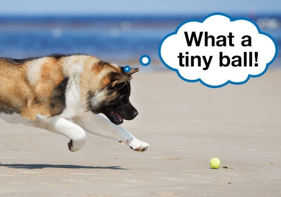 Perro Akita persiguiendo una pelota de tenis en la playa de arena