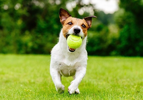 Jack Russell Terrier corriendo en el parque con pelota de tenis en la boca