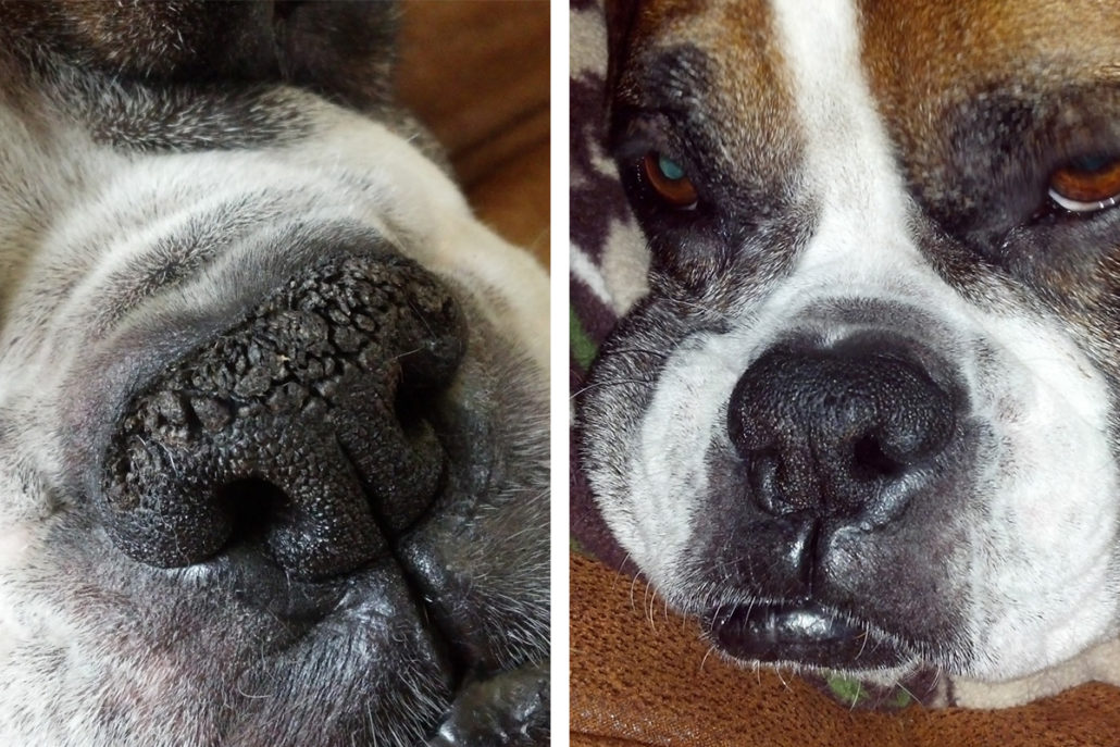 Collage de fotos que muestra la nariz de un boxeador afectada por hiperqueratosis: la imagen de la izquierda muestra la nariz seca y agrietada, la imagen de la derecha muestra la nariz suave y saludable despuÃ©s de aplicar el chupete Natural Dog Company Snout