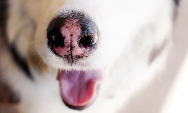 nariz rosa perros, nariz de nieve perros